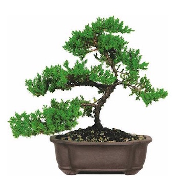 Bonsai Juniper in Ceramic Small (Box of 12)